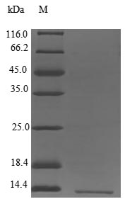 Human LST1 protein