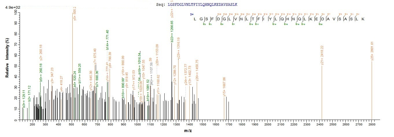 Mouse Lum protein
