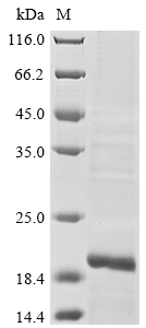 Human LY96 protein