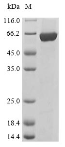 Mouse Lyn protein