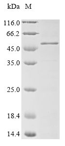 Human MAGEA3 protein