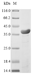 Virus map protein