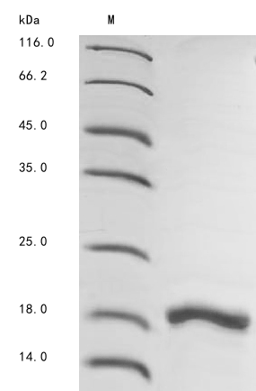 Mouse MIF protein