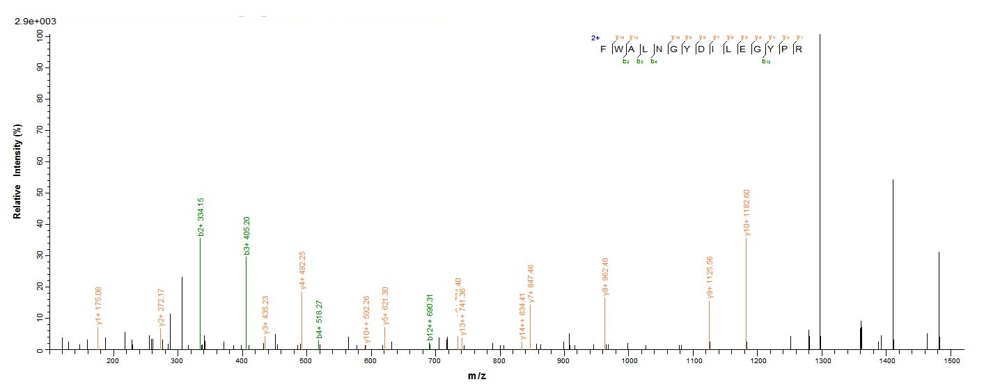 Mouse Mmp13 protein