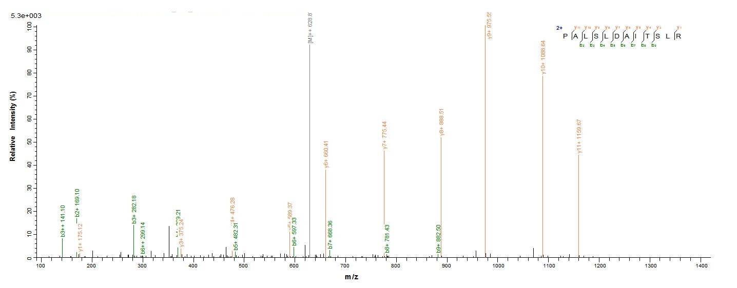 Mouse Mmp13 protein