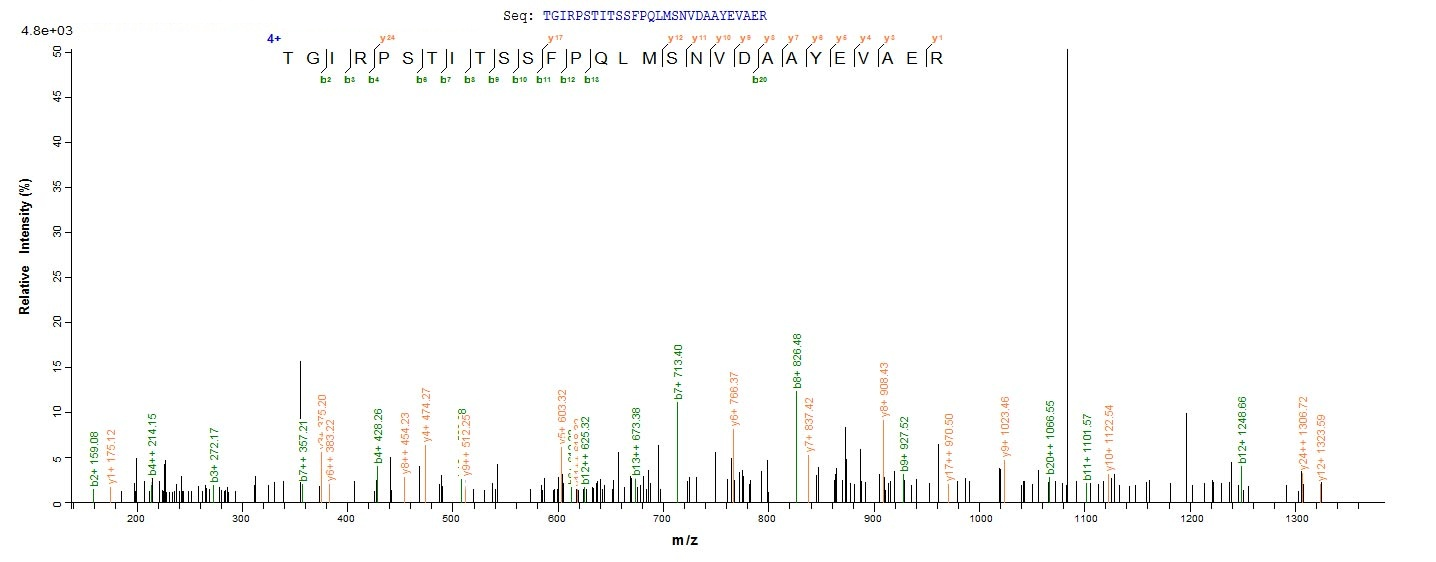 Human MMP20 protein