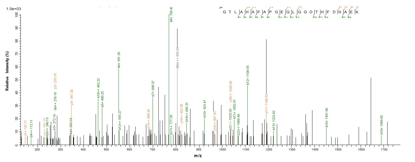 Human MMP20 protein