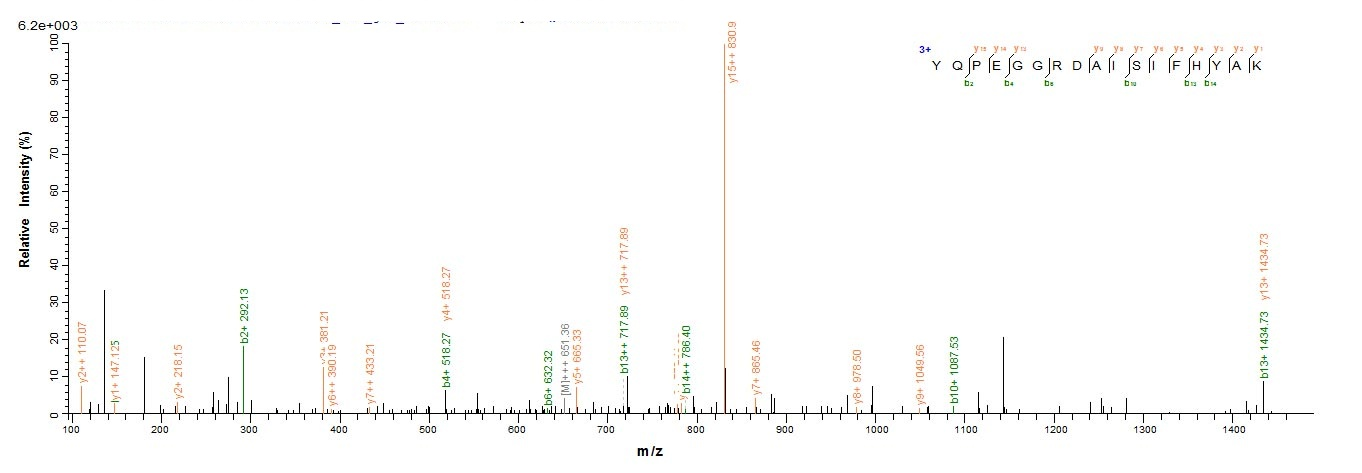 Human MPZ protein