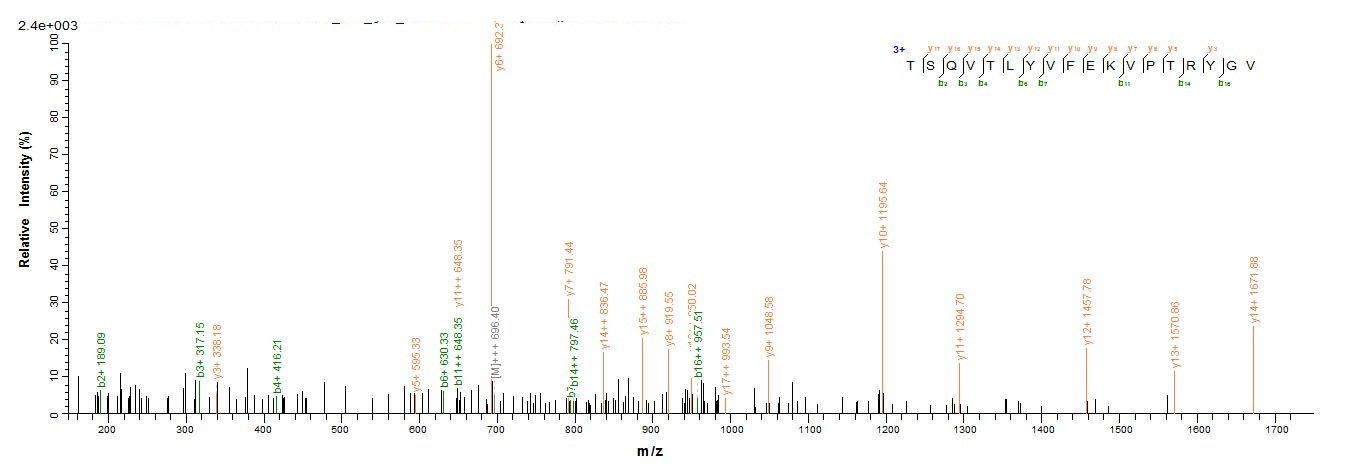 Human MPZ protein