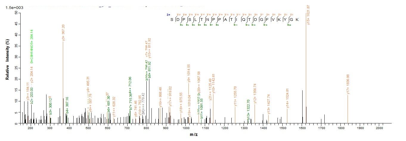 Human CD206 protein