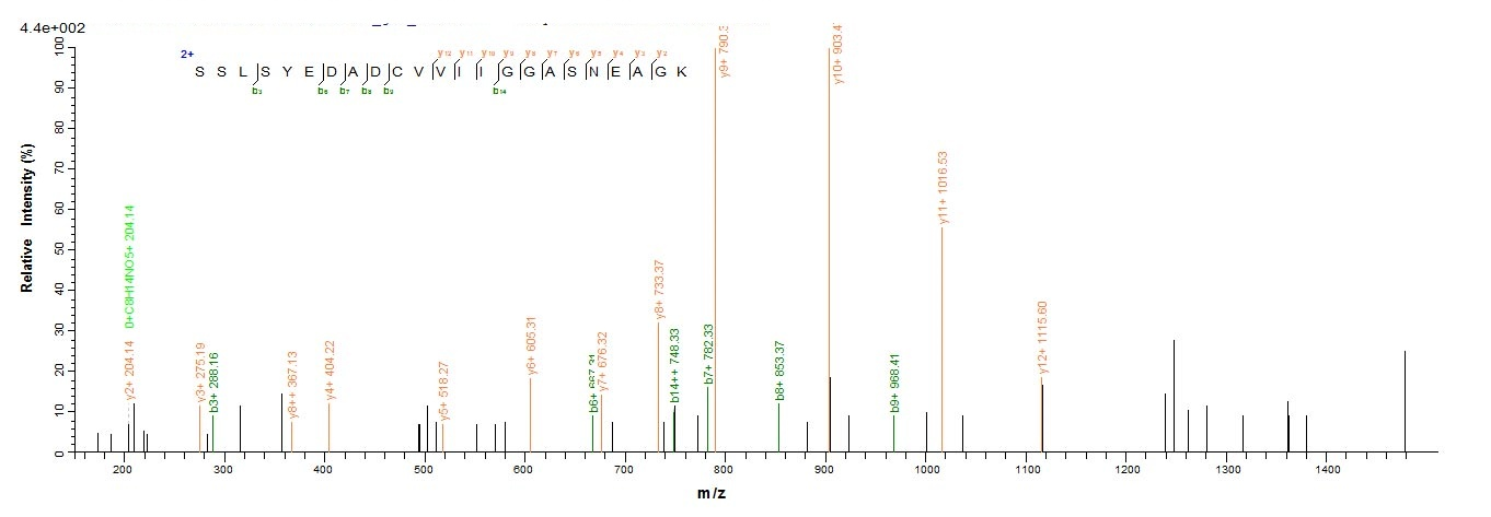 Human CD206 protein