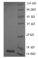 Human MSTN protein