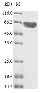 Human MYC protein