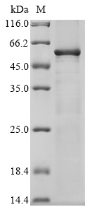 Human MYC protein