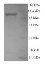 Human MYH9 protein