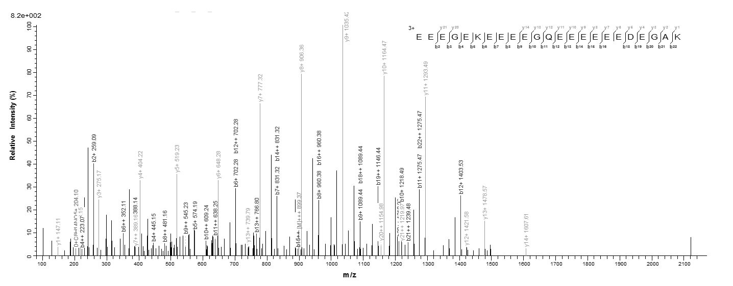 Human NEFM protein