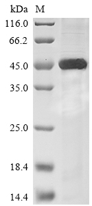 Mouse Neu1 protein