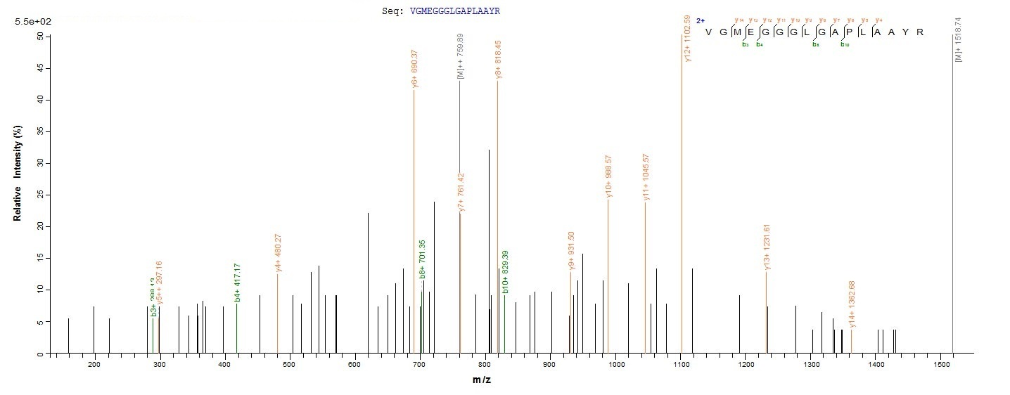 Human NKX2-1 protein