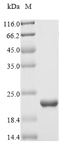 Virus YNK1 protein