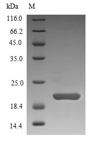 Virus YNK1 protein