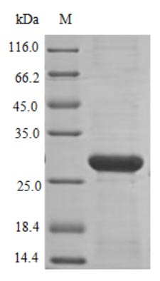 Human NOX4 protein