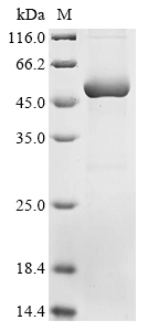 Human NPR3 protein
