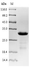 Mouse Npy2r protein