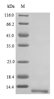 Mouse Npy2r protein