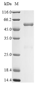 Mouse Nr2f6 protein