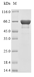 Mouse Nr5a2 protein
