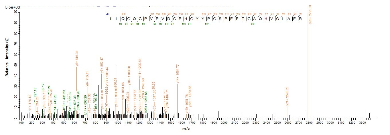 Human NRL protein