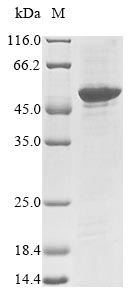 Mouse Nrl protein