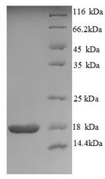 Human NTF4 protein