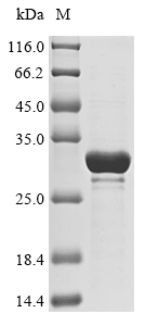 Primate ORM2 protein