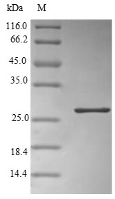 Human ORM2 protein