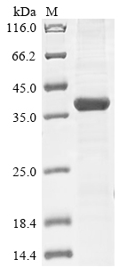 Mouse Otx2 protein