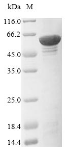 Human P4HA1 protein