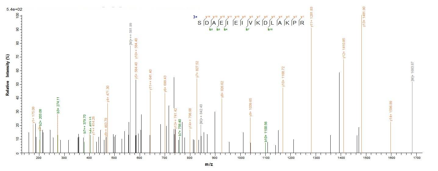 Human P4HA1 protein