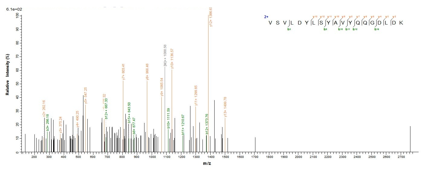 Human P4HA1 protein