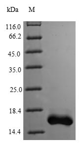 Human PCBD1 protein