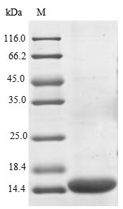 Human PDCD1LG2 protein