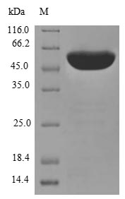 Human PDIA3 protein