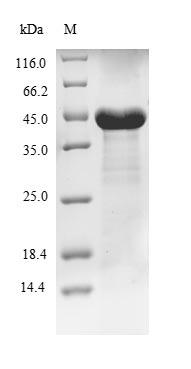 Human PFAS protein