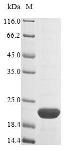 Mouse Phb protein