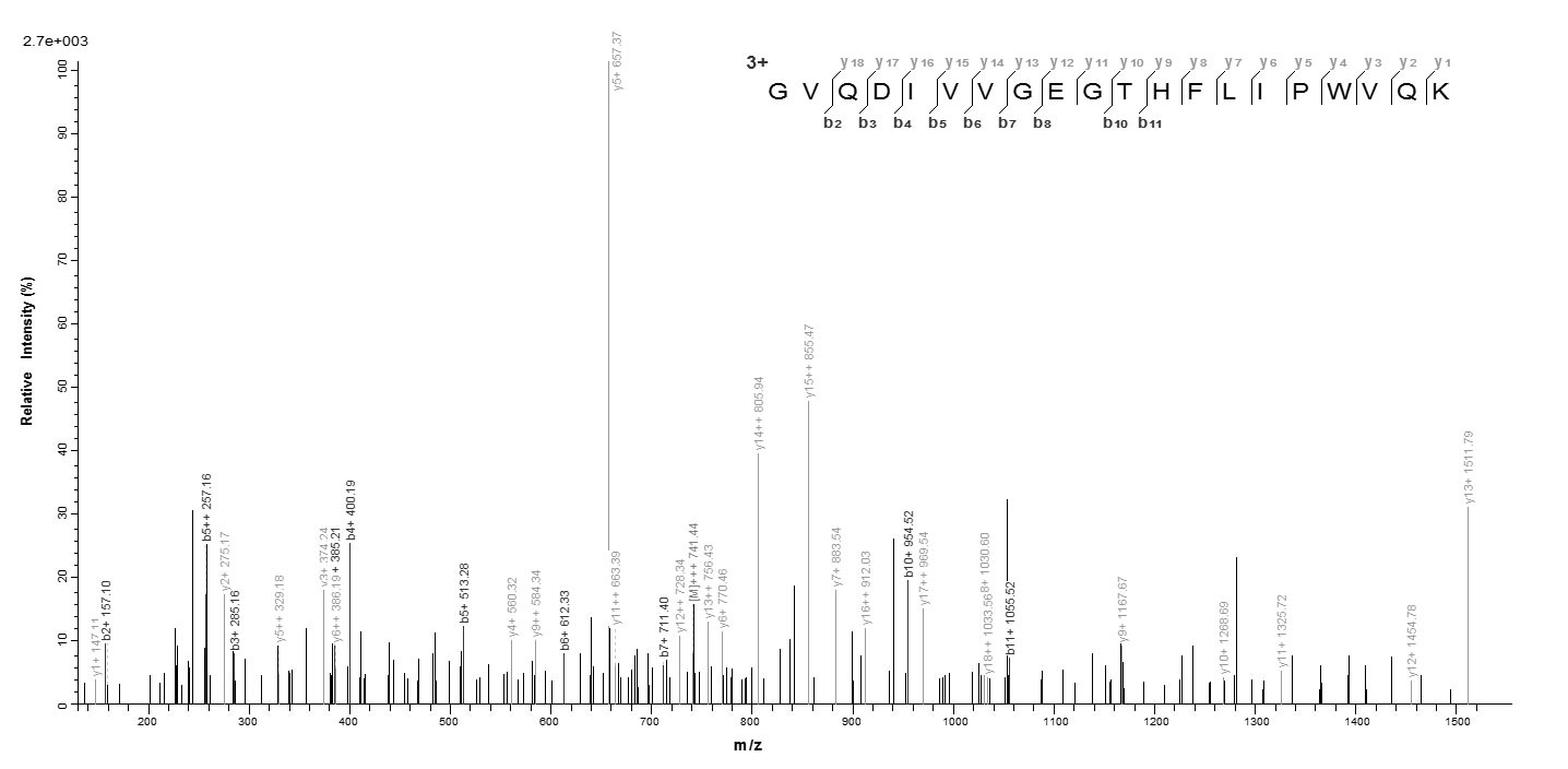 Mouse Phb protein