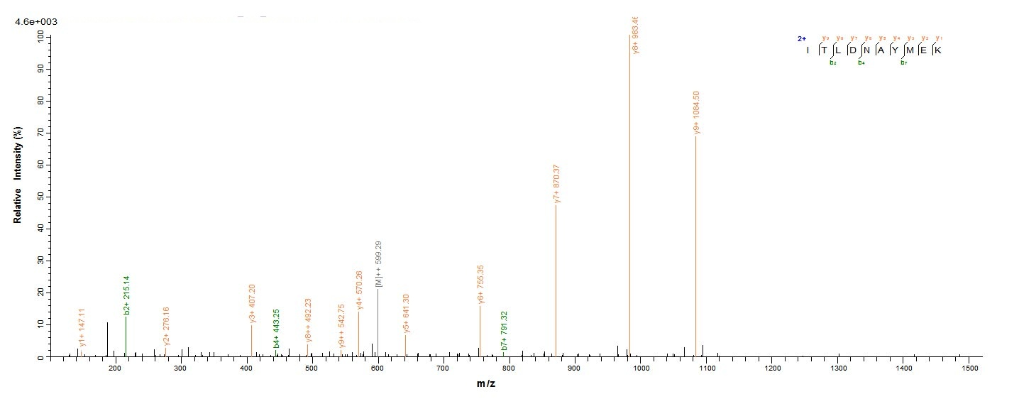 Mouse Pkm protein