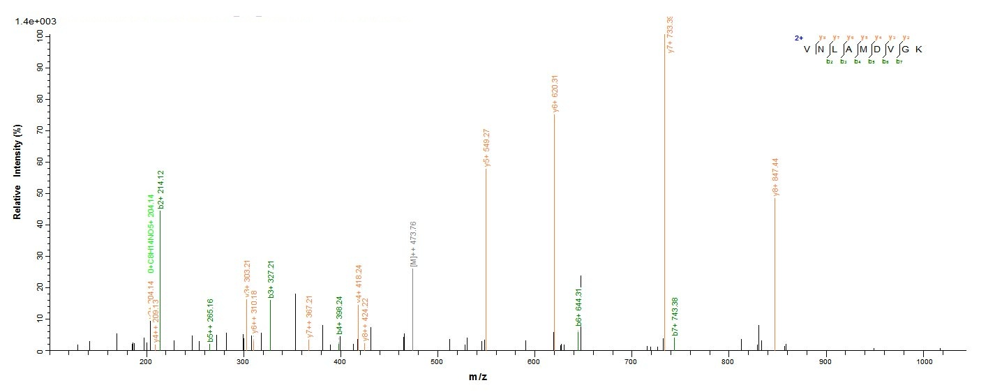 Mouse Pkm protein