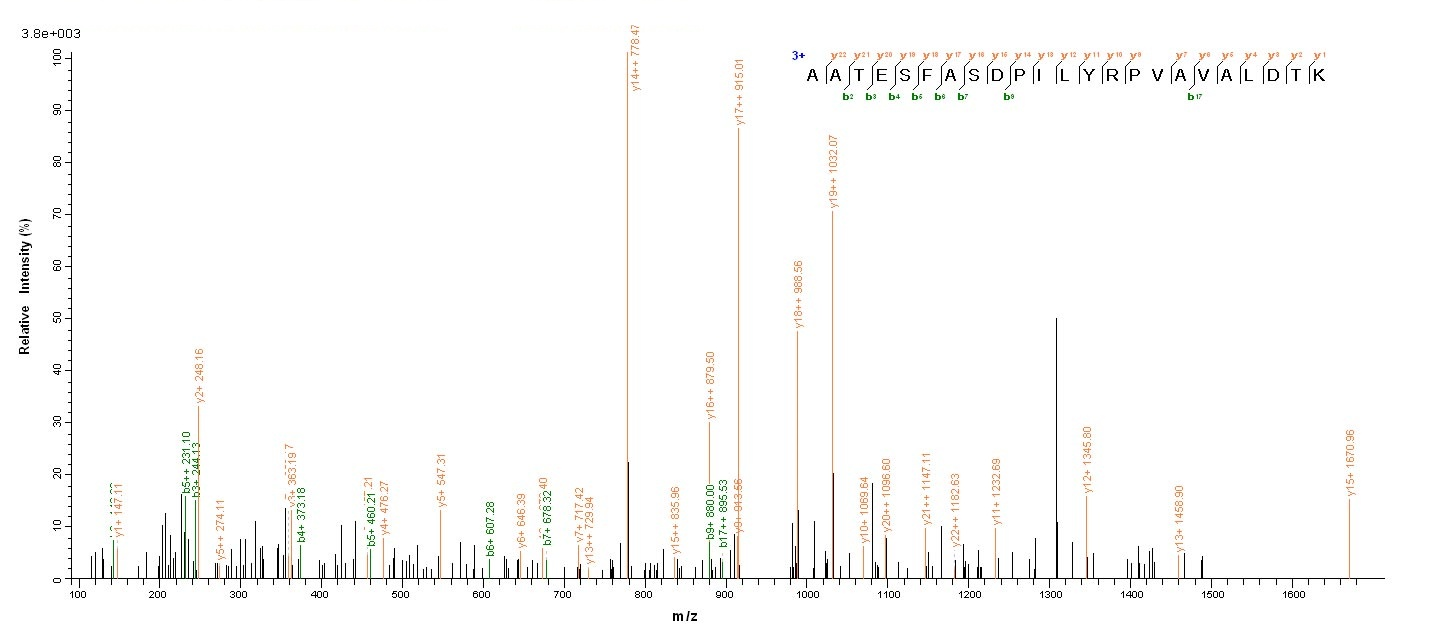 Rat Pkm protein