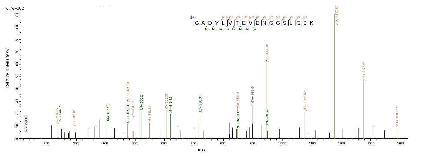 Rat Pkm protein