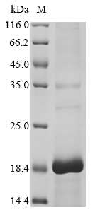 Insect Chicken Antimicrobial peptide CHP1 protein